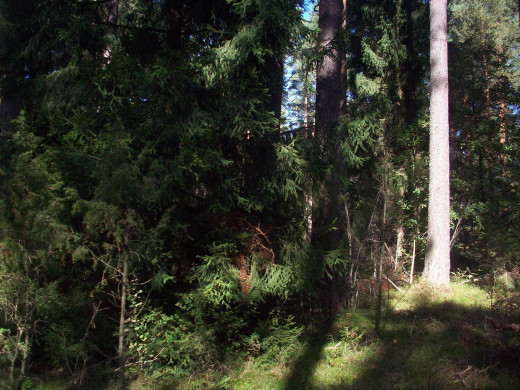 42981 (a): :1600x1200
